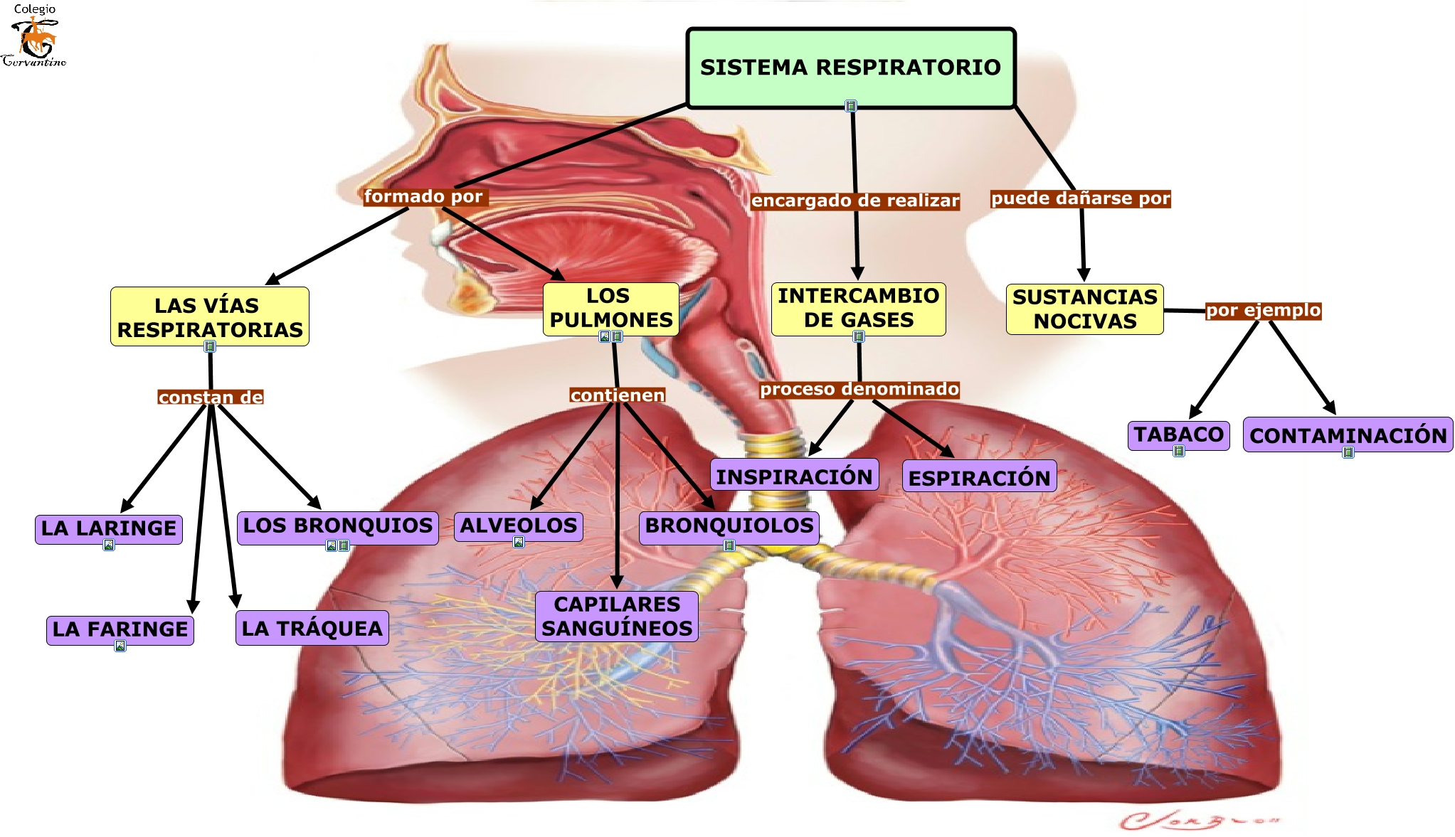 Sistema Respiratorio 